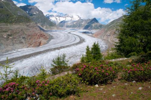 Aletsch Gletscher mit Alpenrosen
