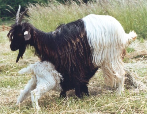 Walliser Schwarzhalsziege Goat Switzerland