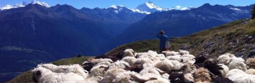 Walliser Schwarznasen Schafe © Fabienne Truffer