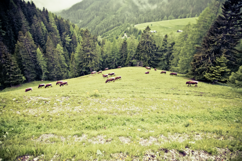 cows on the alps